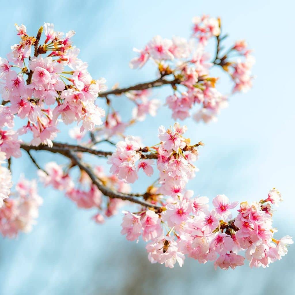 le parfum Fleur de sakura olfakt