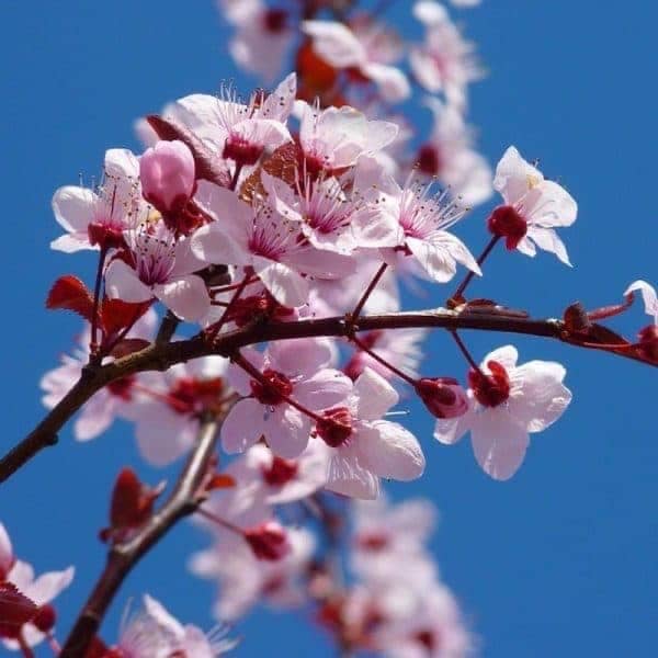 le parfum fleur de cerisier olfakt